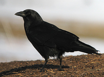 File:American crow 7.jpg