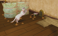Pox hunting rats