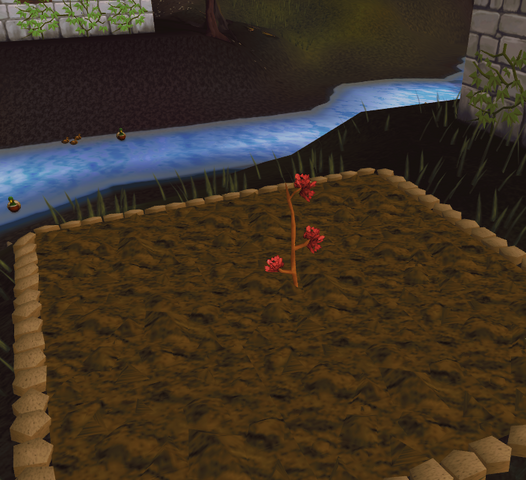 File:Maple1.png