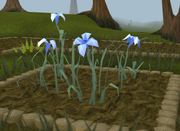 White lily5