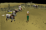 Duke of Bridgelum grotesque cows
