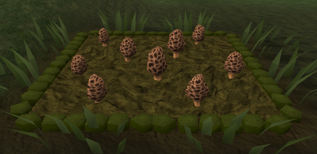 File:Morchella mushroom3.png