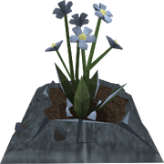 Salve nettles plant