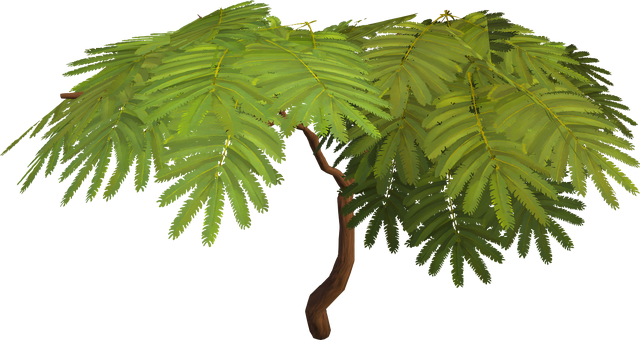 File:Acadia tree.png