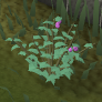 Cadavas berry bush