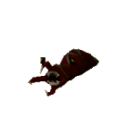 Bloated leech.gif