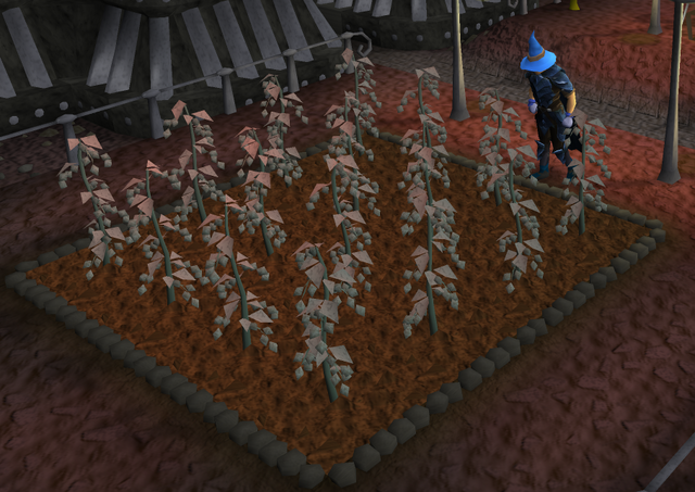 File:Kelda hops grown.png