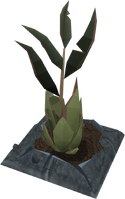 Runeleaf plant