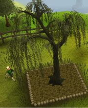 Willow tree update.jpg