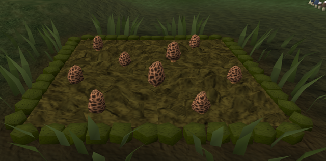 File:Morchella mushroom2.png