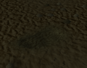 Skeletal hand buried