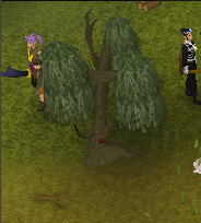 Ent willow tree