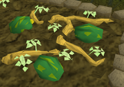 Watermelon8