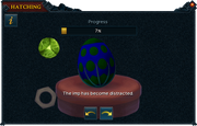 Hatching Jadinko egg