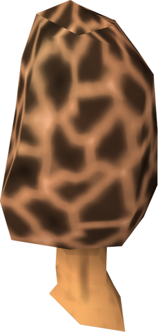 File:Morchella mushroom detail.png
