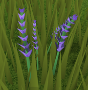 Lavender (plant)
