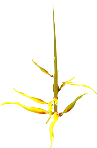 File:Kelp (The Arc) detail.png