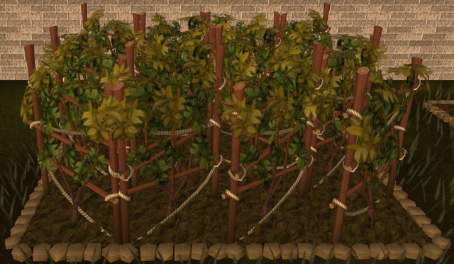 File:Grapevine 4.png