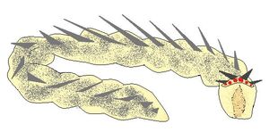 Deathworm
