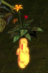 MandragoraFemale
