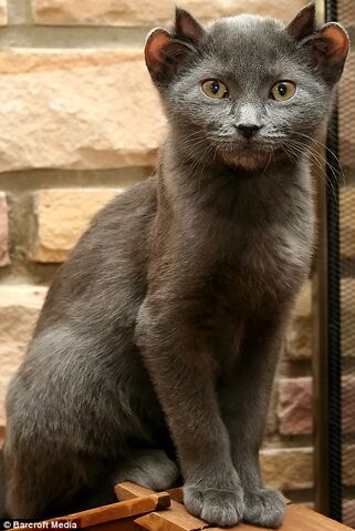 File:Fourearcat.jpg