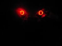 Eyes
