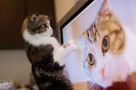 File:Cat5.jpg