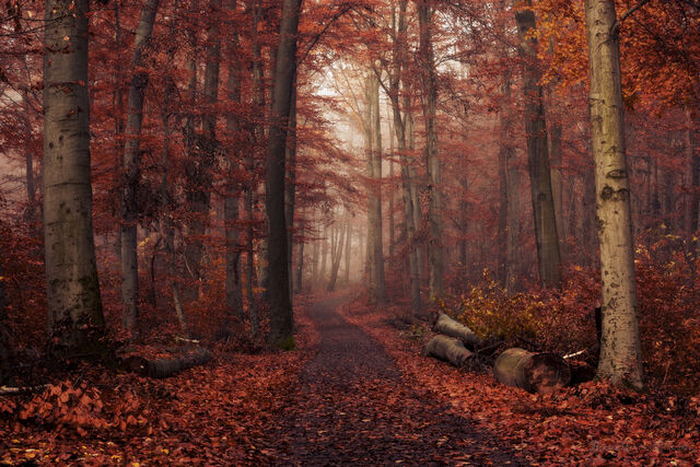 File:Lostlorn.jpg