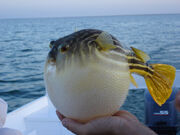 Puffer-fish-facts-for-kids
