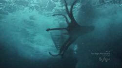 Vampire squid
