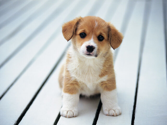File:Pup1.jpg