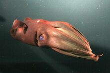 Sebastianvampiresquid