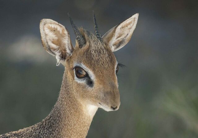 File:Dik-dik-wallpaper-1.jpg