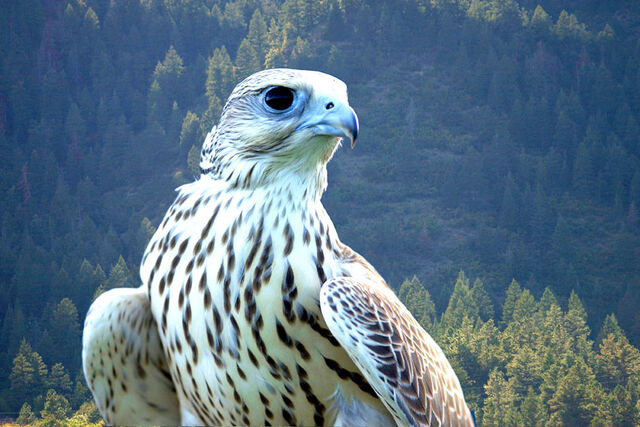 File:Gyrfalconmusics.jpg
