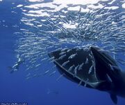 Article-0-0EA5D10500000578-18 964x813