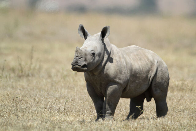 File:Babyrhino1.jpg