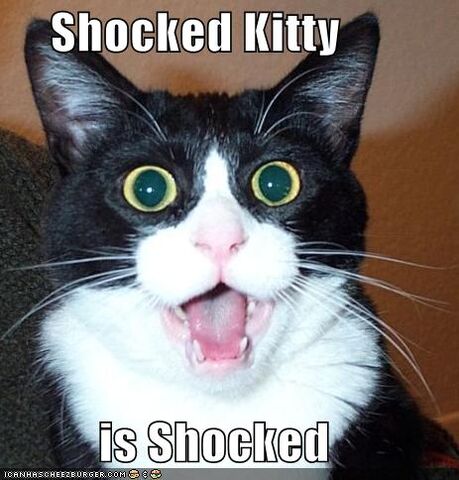 File:Shocked Kitty.jpg