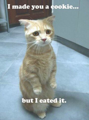 File:I made you a cookie but i eated it.jpg