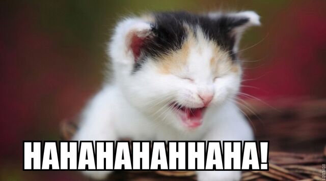 File:Laughing kitten.jpg