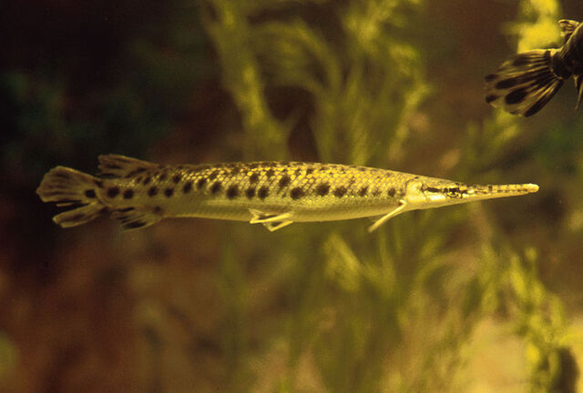 File:Gar.jpg