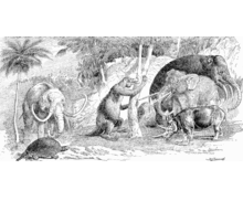 220px-Cenozoic cosmo 1894 beard 1913