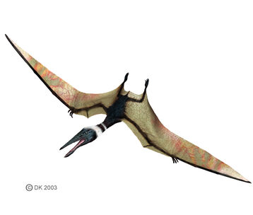 Pterodactylus1