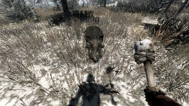 File:Boar.jpg