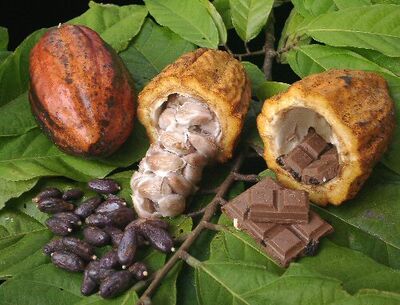 Cacao chocolat.jpg