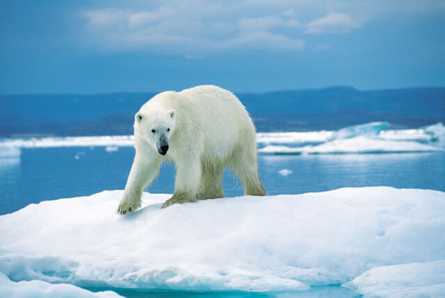 File:Eisbär 1996-07-23.jpg