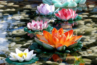 2008-0217 (156) Lotus Flower
