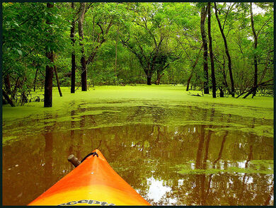 Into the Green