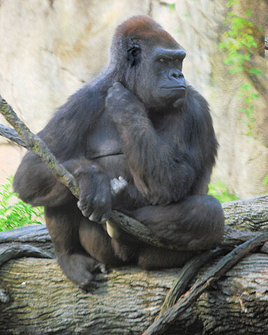 File:The Great Ape.jpg