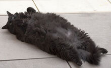 Große Schwarze Katze