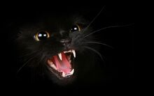 Schwarze Katze